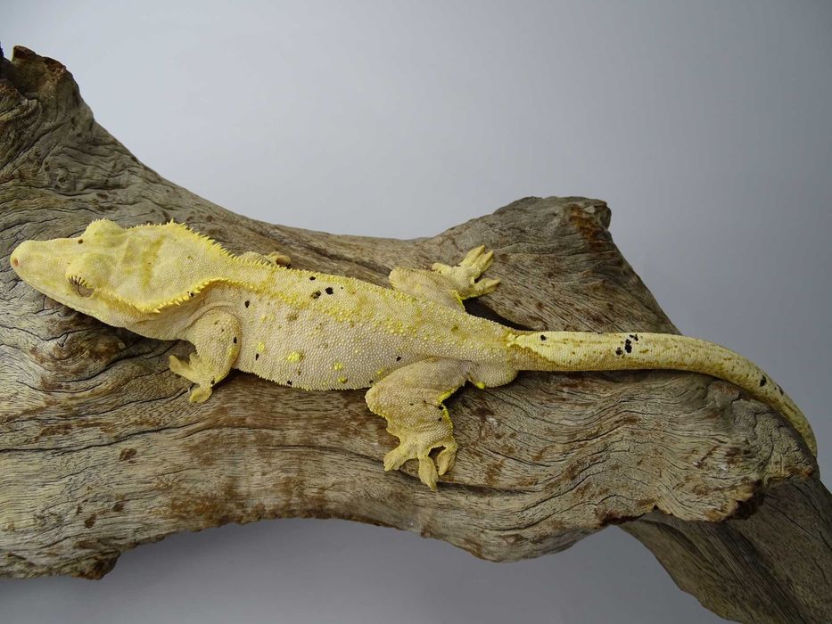 Gekon Orzęsiony samiec Dalmatian