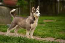 Siberian Husky suczka