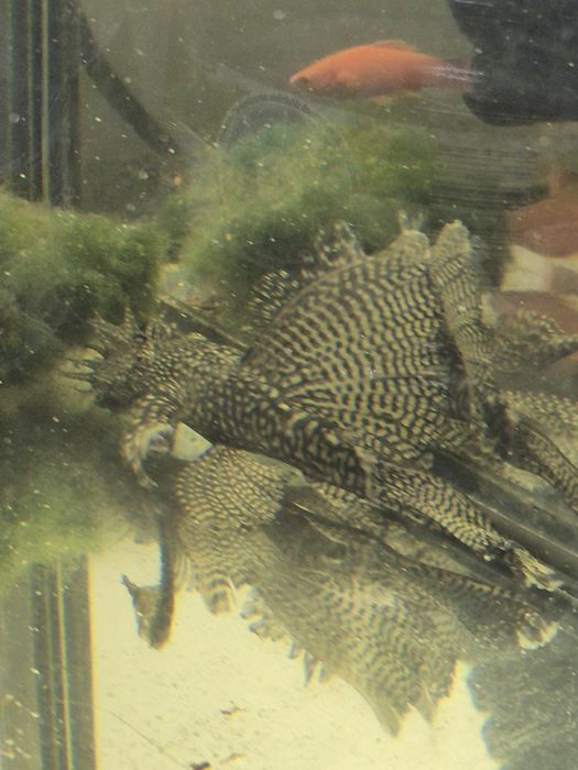 Zbrojniki Weloniasty