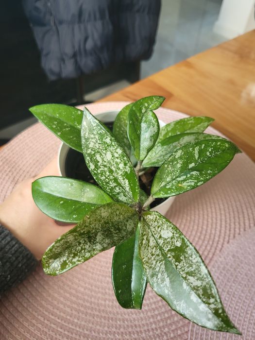 Hoja splash nadwyzka