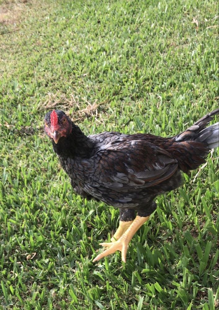 Galo cornish para venda