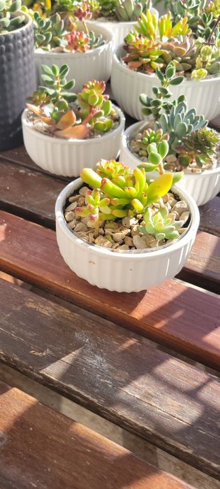 Arranjo vaso suculentas pequeno