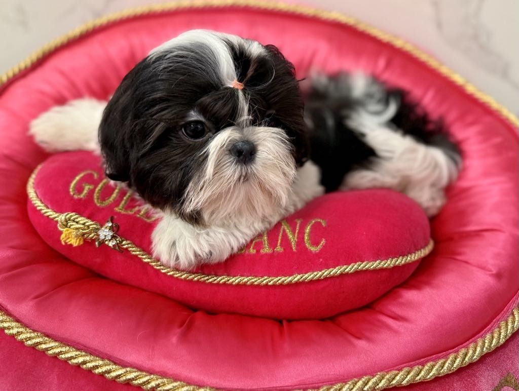 Shih tzu suczka ZKwP FCI z kompletem badań dodatkowych
