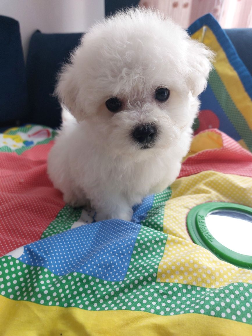 Cudowny Cosmo bichon frise FCI ZKWP