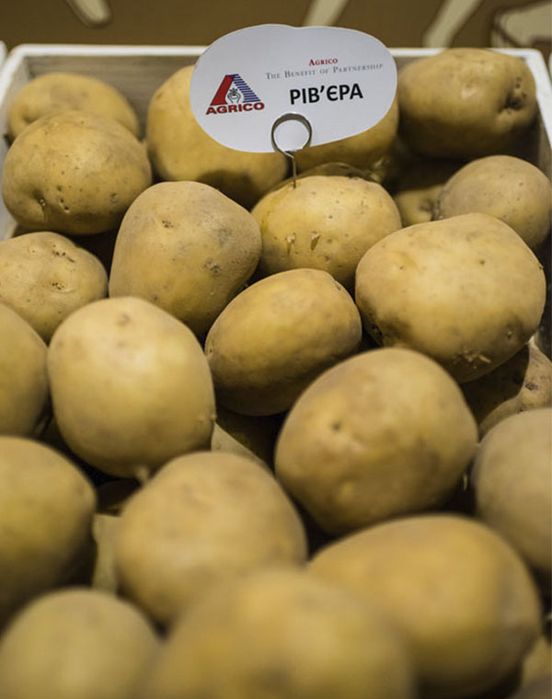 Насіння картоплі. Відправляємо поштою від 5кг ( картошка , семена )