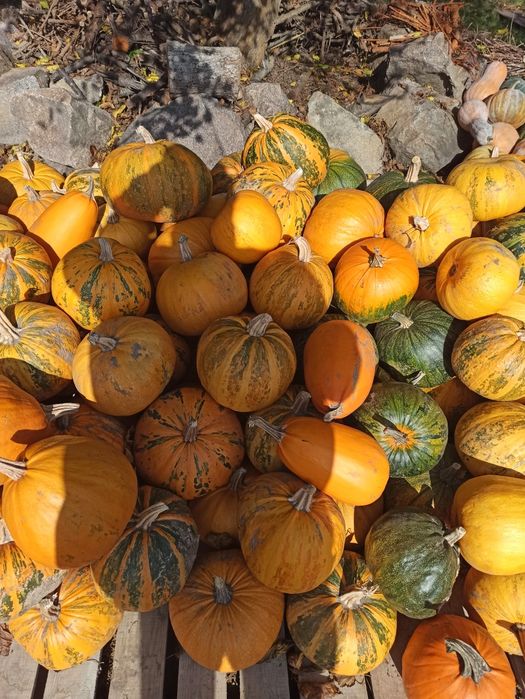 Гарбузи/Тыква для Хелловін/Halloween