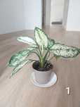 Roślina Aglaonema Snow White sadzonki