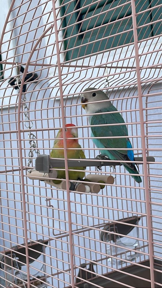 Casal de Roseicolis