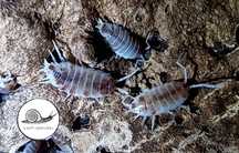 Porcellionides pruinosus orange dalmatian isopody 10 szt