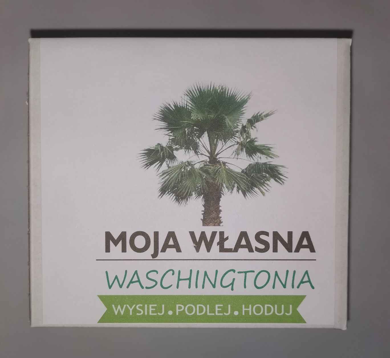 Washingtonia - zestaw do sadzenia