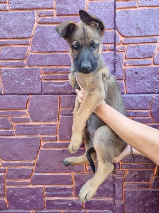 Продам Щенков. Дуже гарна охорона