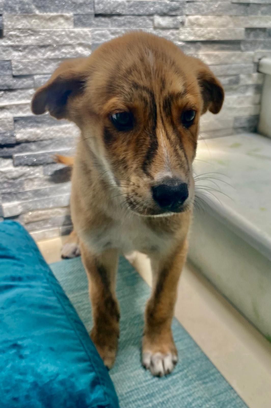 Cachorro para adoção RESPONSÁVEL