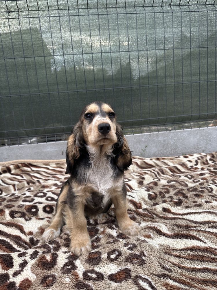 Cocker Spaniel chłopiec