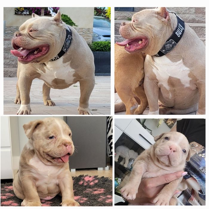 American bully suczka blu merle pocket