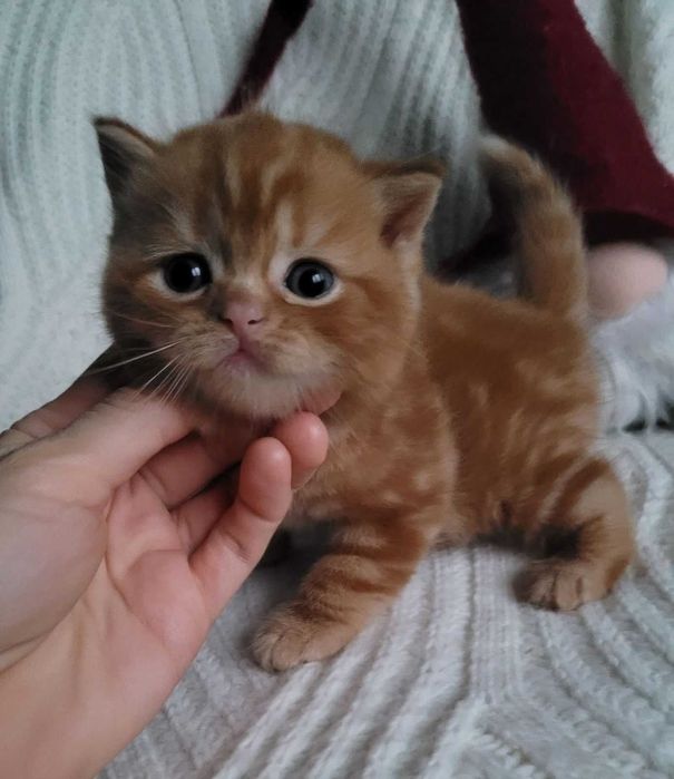 Ошатний червоний хлопчик з милою мордуленцією. Киянин