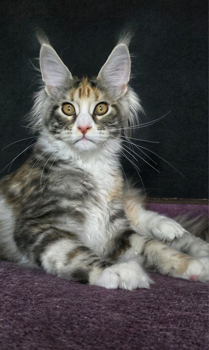 Розкішне срібне кошеня мейн-кун