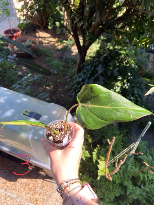 Philodendron Summer Glory