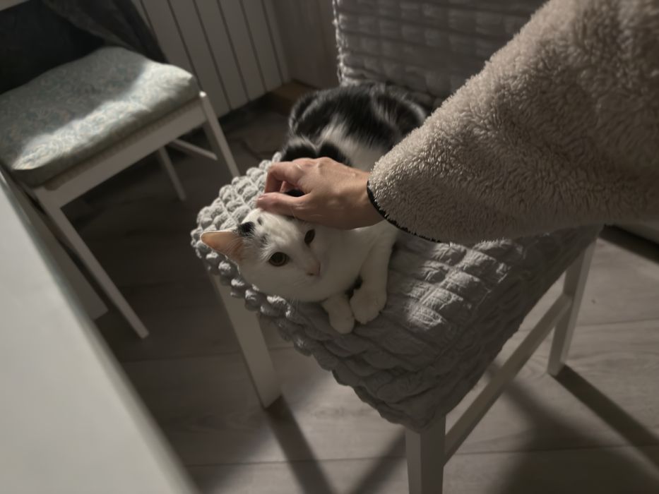 Самый сладкий Бубличек ищет семью!