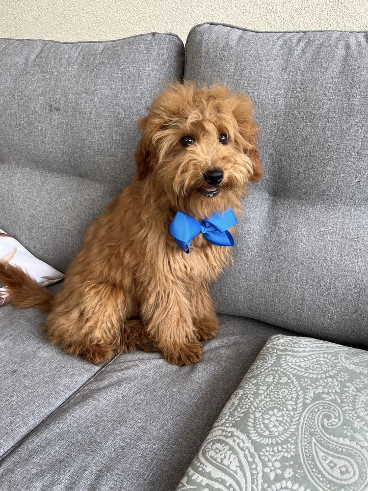 Cudowny cavapoo do odbioru