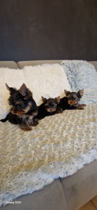 York śliczny chłopak