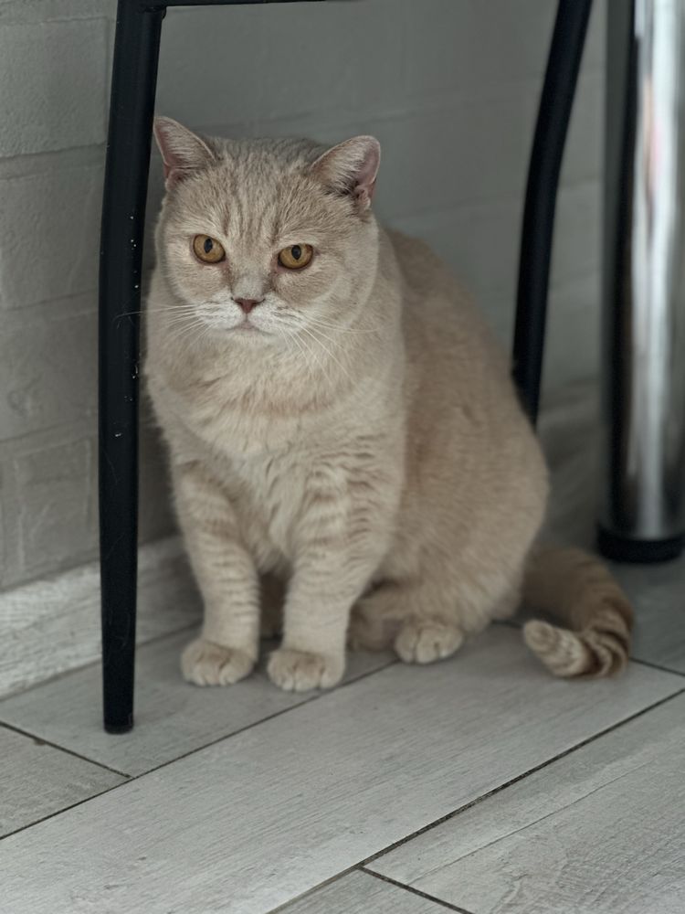 Котик и кошечка только в любящие ручки