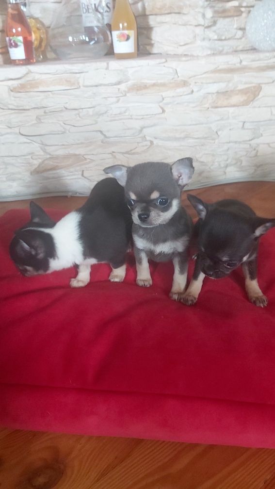 Chihuahua Trikolor piesek