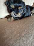 Dziewczynka Yorkshire Terrier