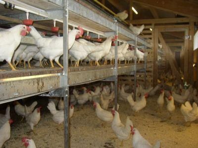 Kury nioski Leghorn już z jajkiem Trzcinica