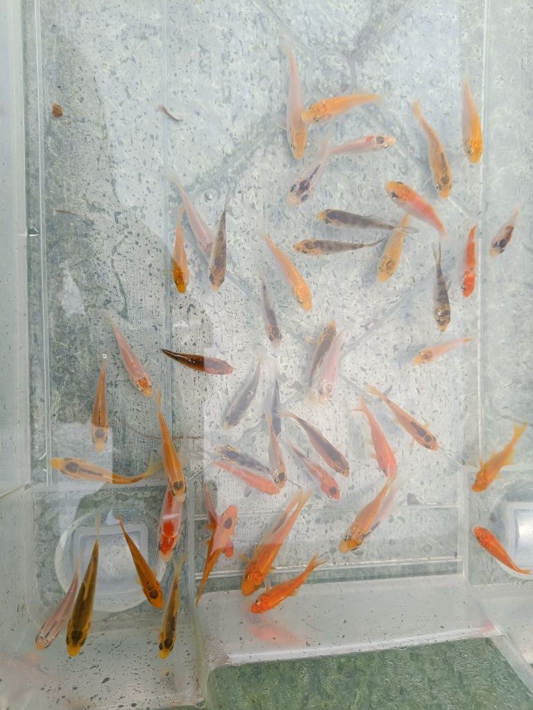 Carpas koi para lagos e aquários