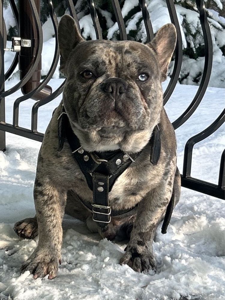 Buldog Francuski