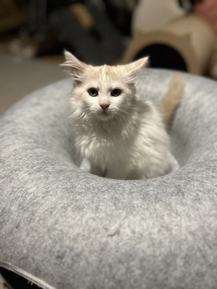 Aurora Kotka Maine Coon