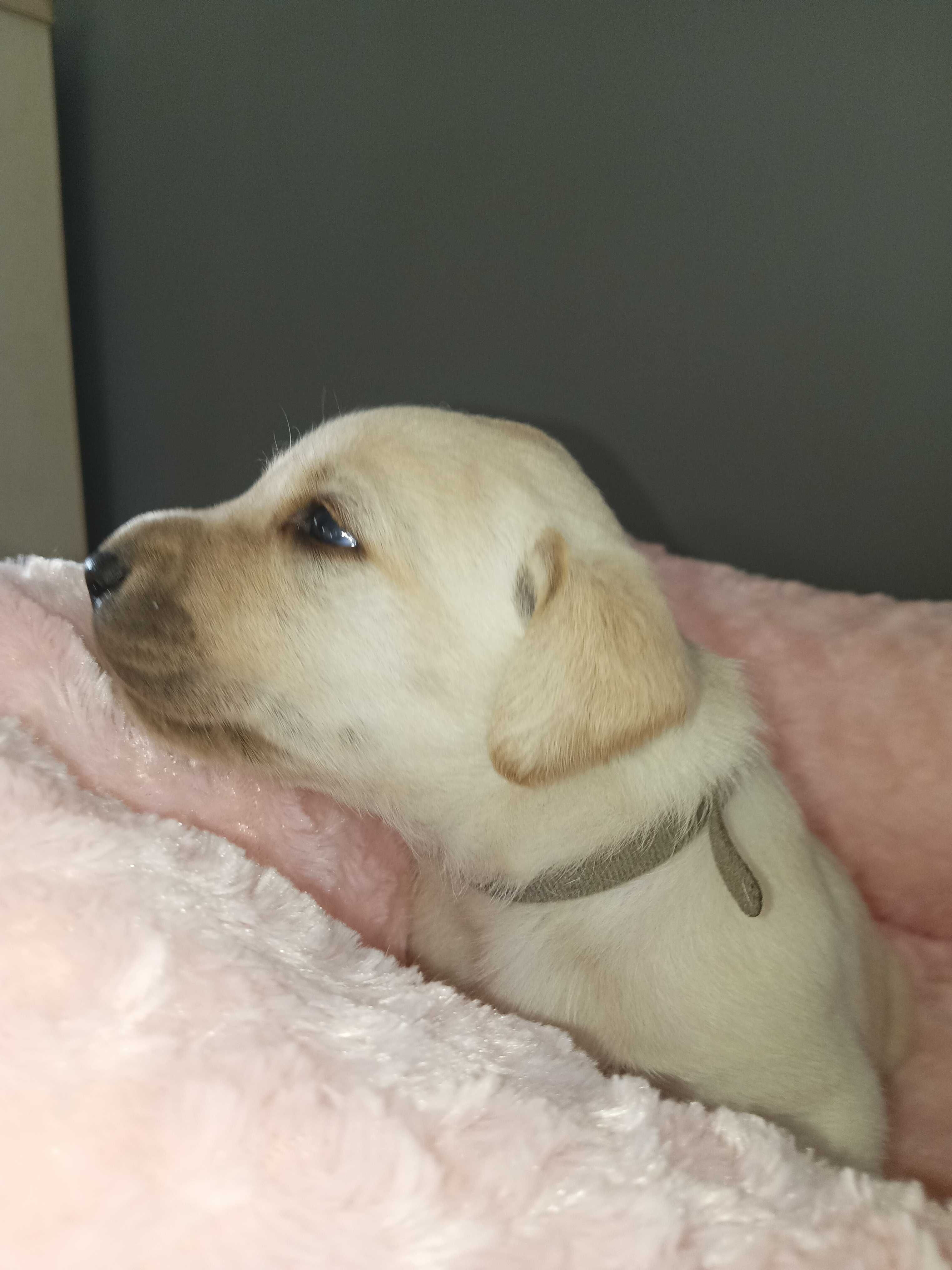 Labrador domowy RadosnePsyRasowe