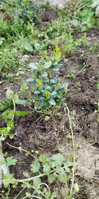 Продам Самшит в наличии много Растений