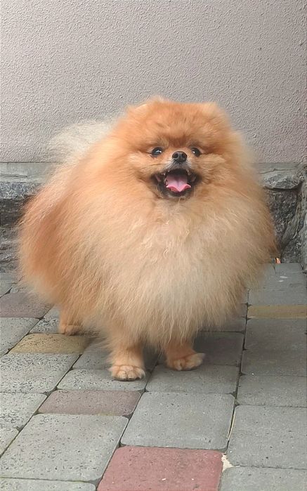 Подрощенный мальчик померанского шпица.