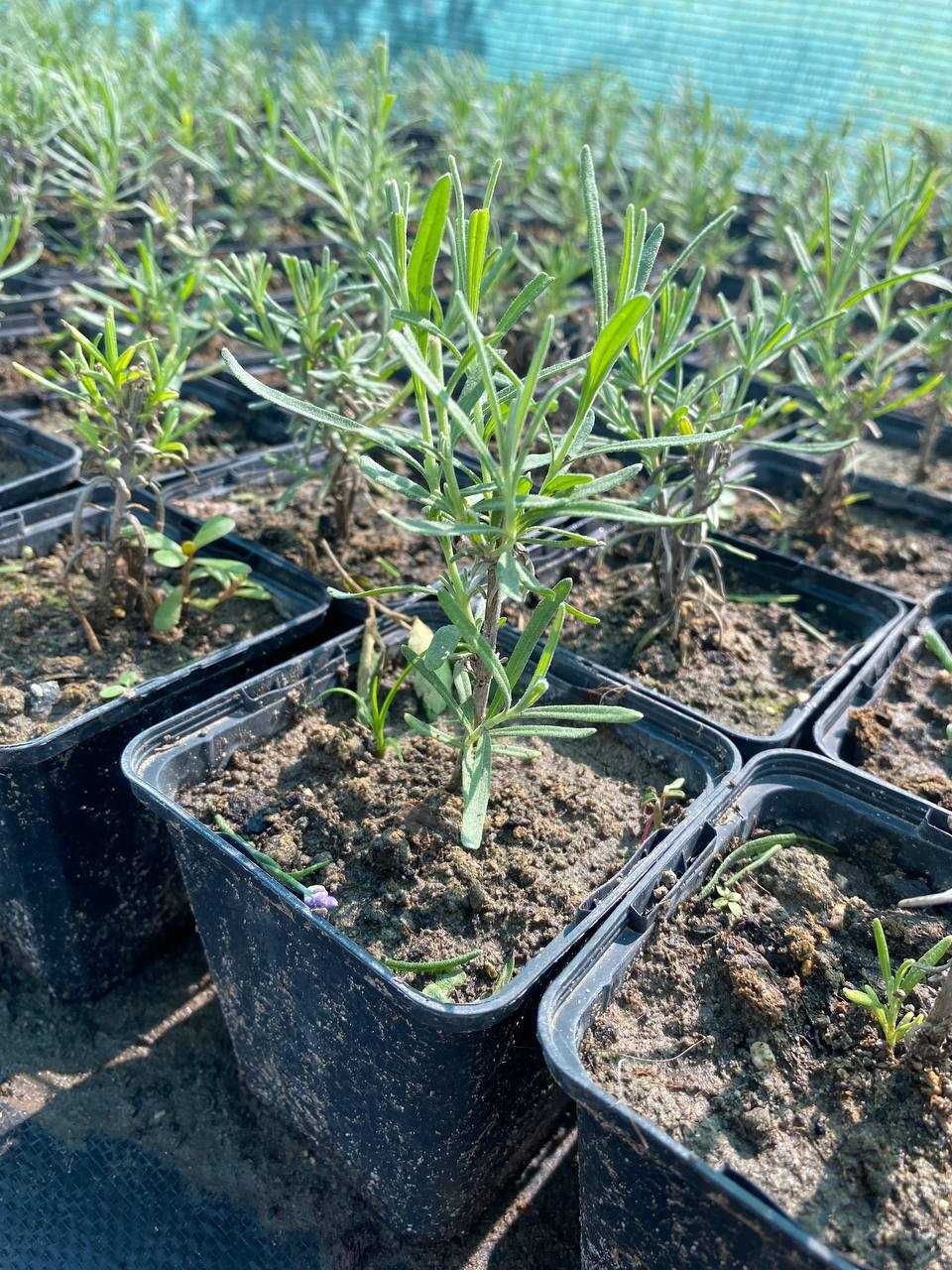Лаванда прованс (багаторічники) ,лавандин, Lavandula.