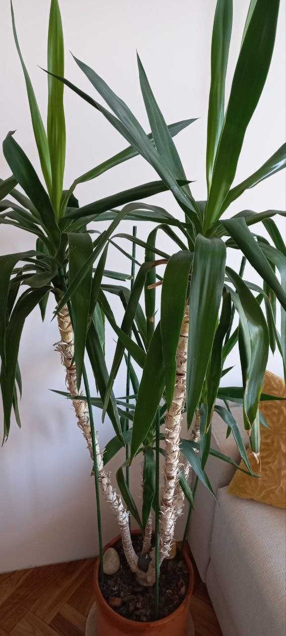 Великий вазон рослина Юкка на чотири гілки 1,5м пальма