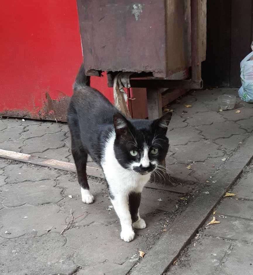 У этого котика умер хозяин и он оказался на улице