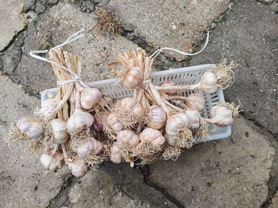 Czosnek ozimy harnaś 2 pęczki