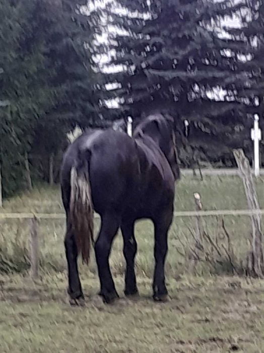 Zrebica zimnokrwista siwa , 20 mieśięcy