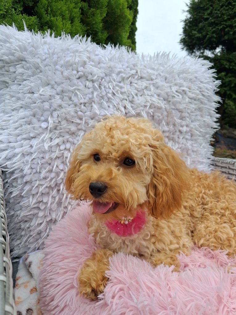 Cavapoo urocza suczka