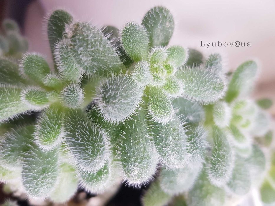 Сукуленти - Sedum hintonii - махрова , Ехеверія  (Перлина Нюрнберга)