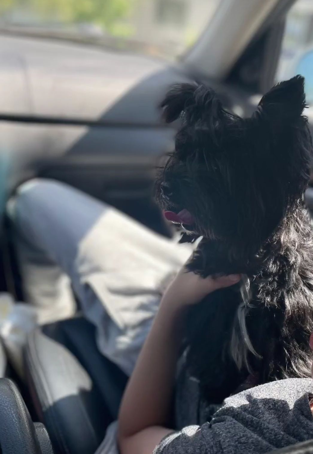 Yorkshire terrier BLACK czarny PIESEK  york Biewier