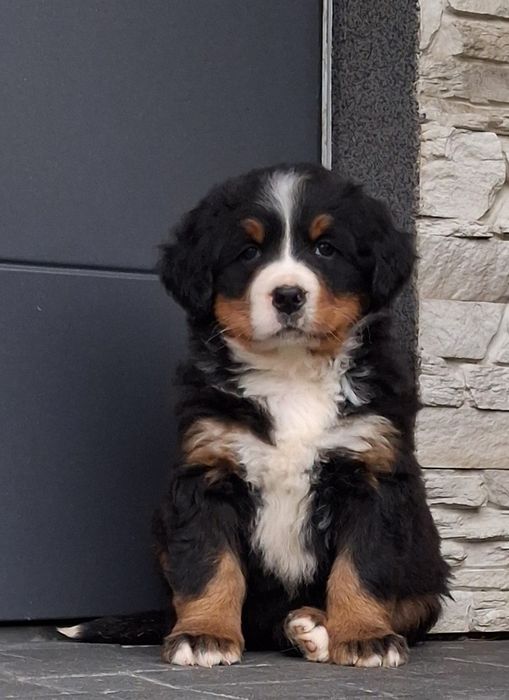 Berneński Pies Pasterski