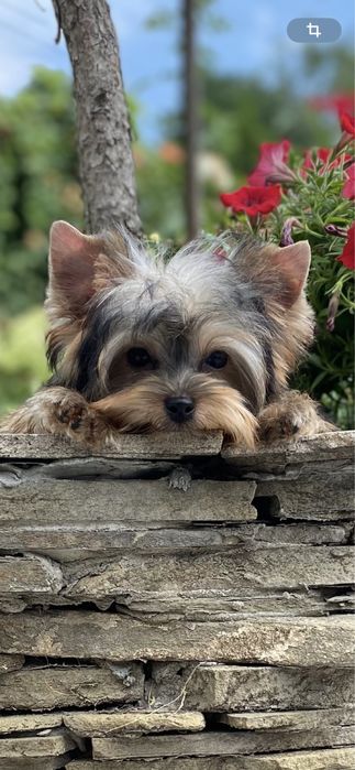 Красивая милая девочка  5 месяцев мини