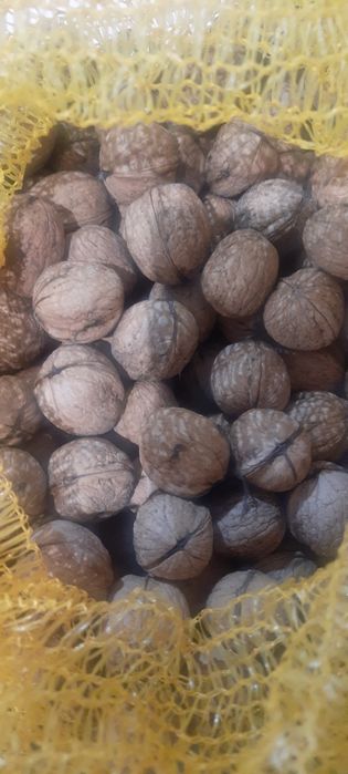 Orzechy wloskie tegoroczne
