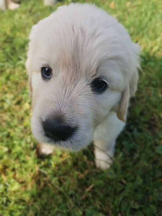 Szczeniak Golden Retriever piesek Cieszyn