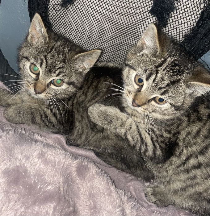 Szare kotki do oddania