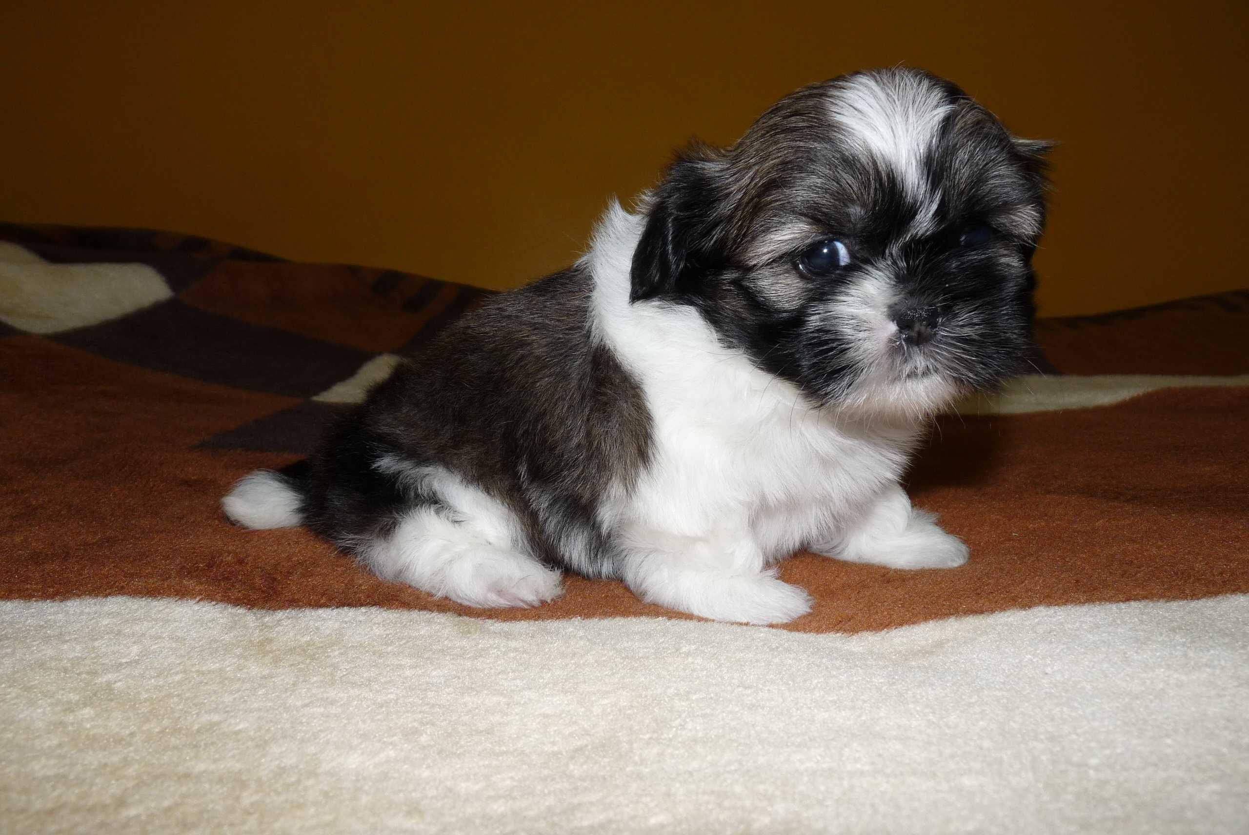 Shih Tzu, suczka Wiki do odbioru od 15 sierpnia.