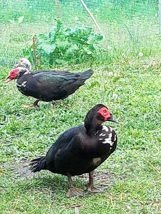 Качки шипуни мускусні