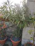 Planta loendro flor branca (arbusto usado nas autoestradas)
